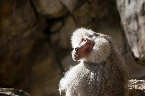 One old baboon — Stock Photo, Image