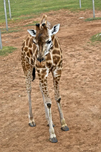 Giraffa da vicino — Foto Stock