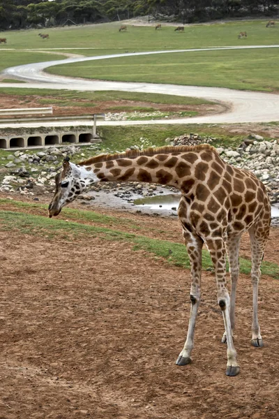 Girafa está de pé — Fotografia de Stock
