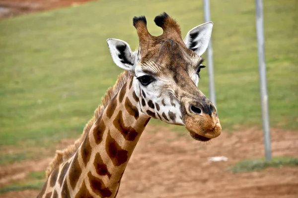 Girafa de perto — Fotografia de Stock