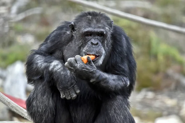 Schimpans äta frukt — Stockfoto