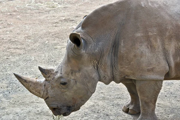 Breitmaulnashorn aus nächster Nähe — Stockfoto