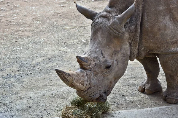 Rinoceronte blanco de cerca —  Fotos de Stock