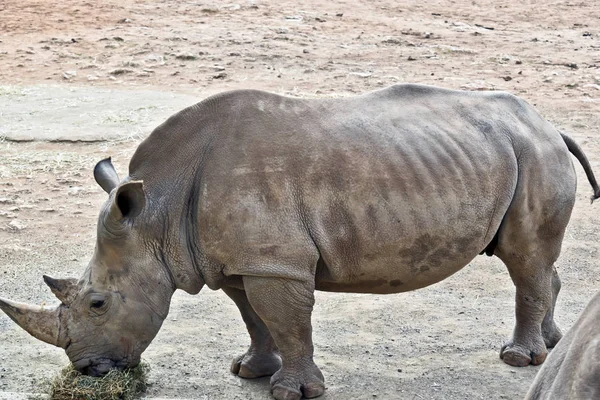 Vista lateral de rinoceronte blanco —  Fotos de Stock