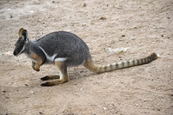 Sarı ayaklı rock wallaby