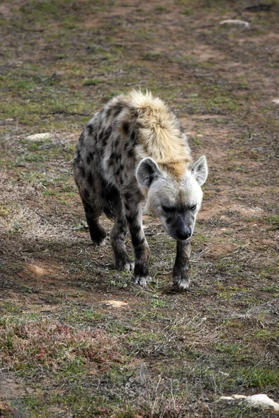 Hyena de perto — Fotografia de Stock