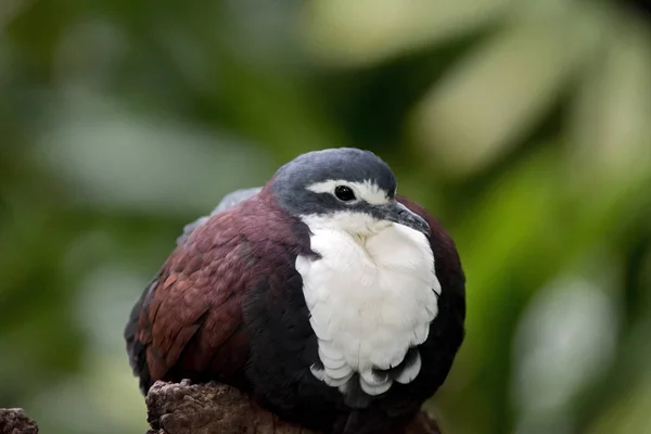 Nowa Gwinea ziemi dove — Zdjęcie stockowe