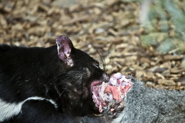 Tasmanian Devil eating — Stock Photo, Image