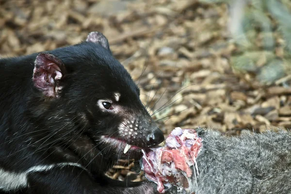 Diablo de Tasmania comiendo — Foto de Stock