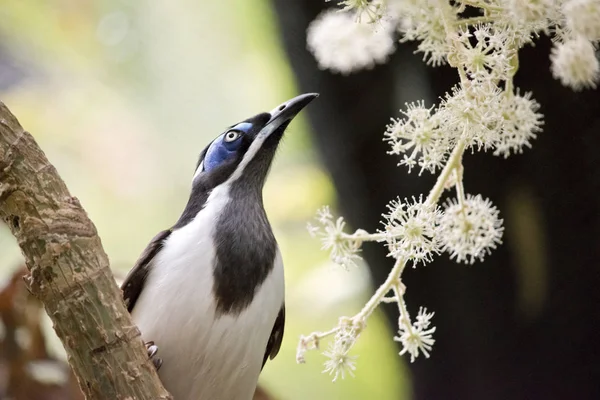 Mavi yüzlü honeyeater — Stok fotoğraf