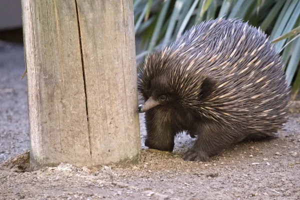 Dikenli karıncayiyengiller yeme karıncalar