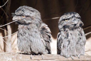 iki sarımsı kahverengi frogmouths