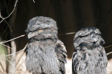 iki sarımsı kahverengi frogmouths