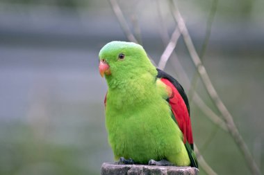 Kırmızı kanatlı papağan