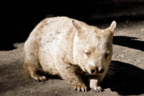 Wombat close up — Stock Photo, Image
