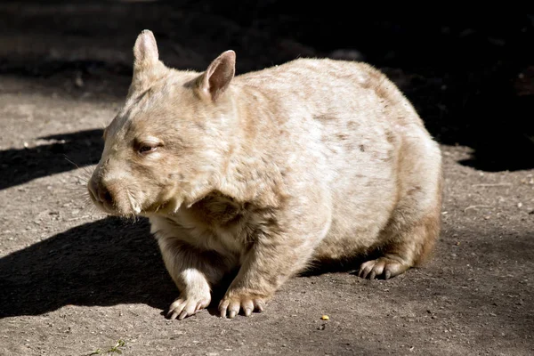 Wombat close up — Stock Photo, Image