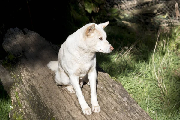 Dingo blanc assis — Photo