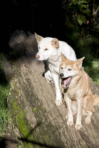 White and golden dingo — Stock Photo, Image
