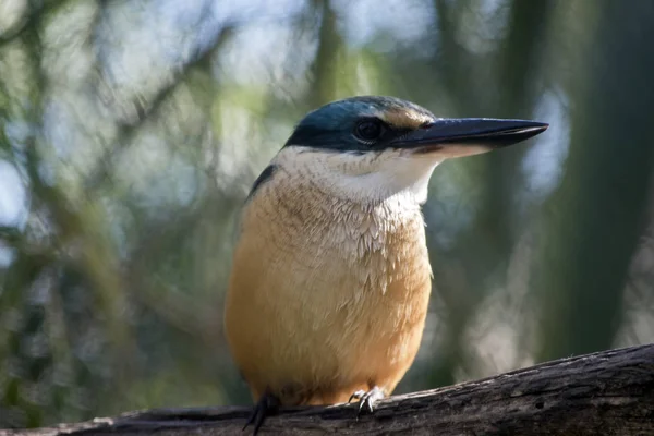 Korkmuş kingfisher yakın çekim — Stok fotoğraf