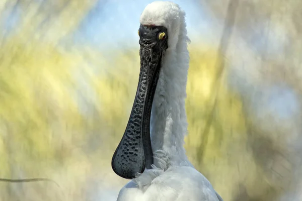 Royal skedstork närbild — Stockfoto