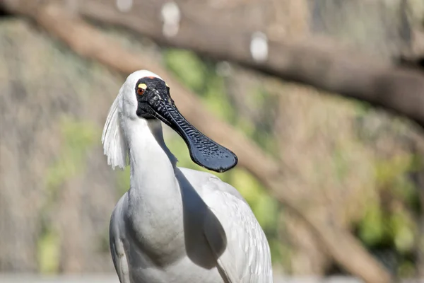 Royal spoonbill close up — Stock Photo, Image