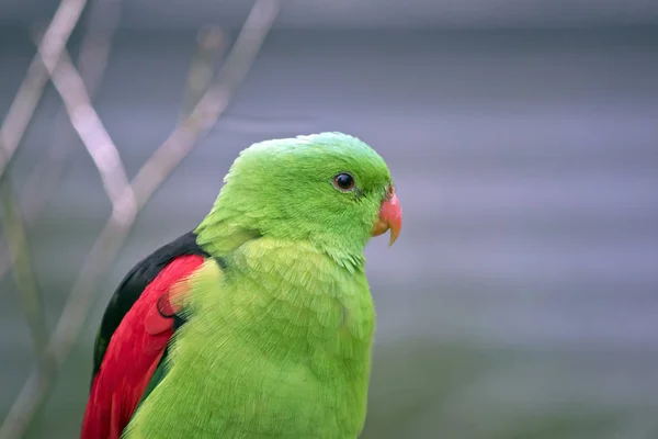 Perroquet à ailes rouges — Photo