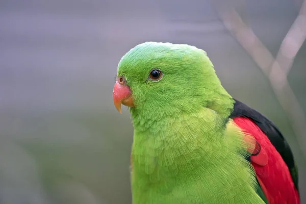 Červené okřídlený papoušek — Stock fotografie