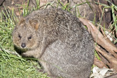 quokka kapat
