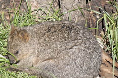 quokka kapat
