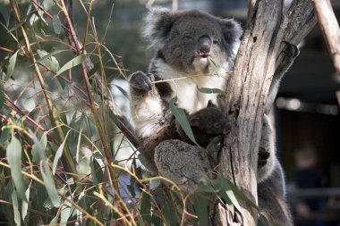 Koala ve joey