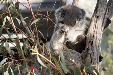 Koala ve joey