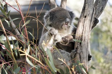Koala ve joey