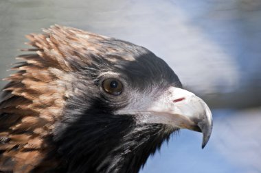 siyah kruvaze Şahin