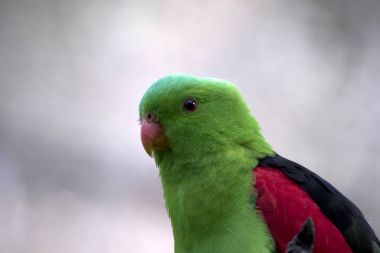 Kırmızı kanatlı papağan
