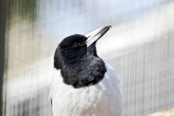 Pied řezník pták — Stock fotografie