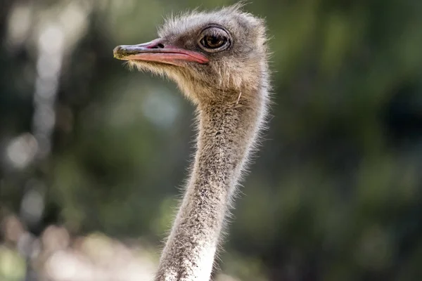 Struisvogel close-up — Stockfoto