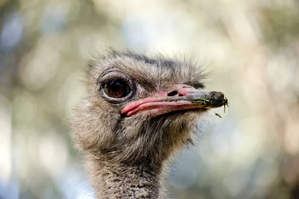 Struisvogel close-up — Stockfoto