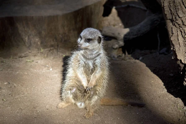 Meerkat de cerca — Foto de Stock