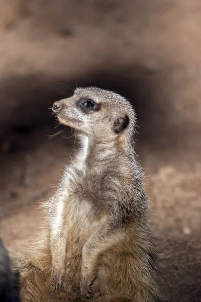 Meerkat가 까이 서 — 스톡 사진