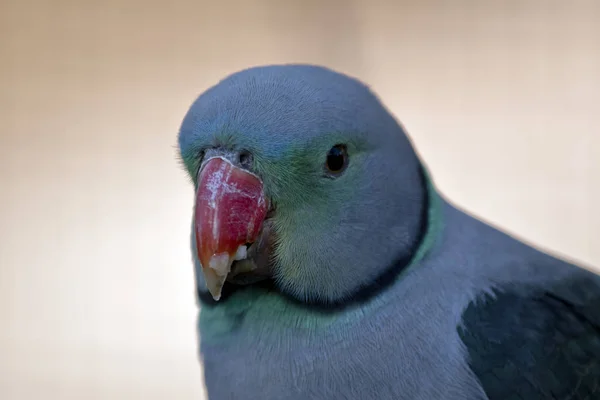 Malabar papouška zblízka — Stock fotografie