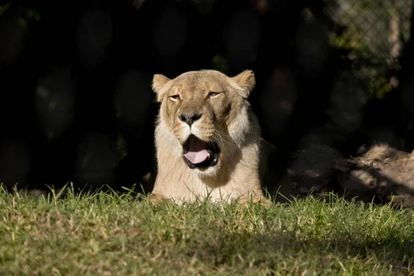 Lioness  close up — Stock Photo, Image