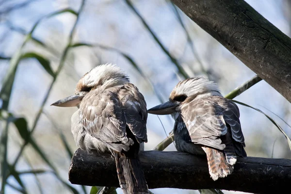 Dos kookaburras descansando —  Fotos de Stock