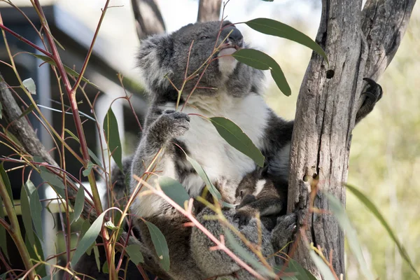 Koala en joey — Stockfoto