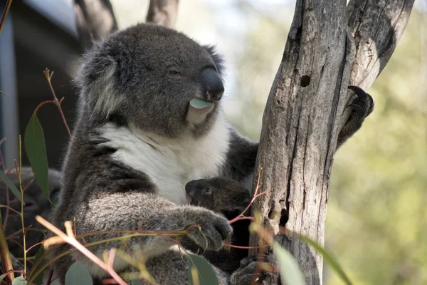 Koala e joey — Foto Stock