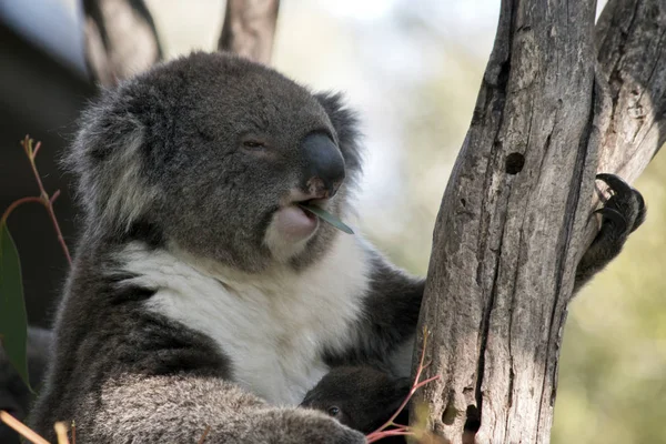 Koala e joey — Foto Stock