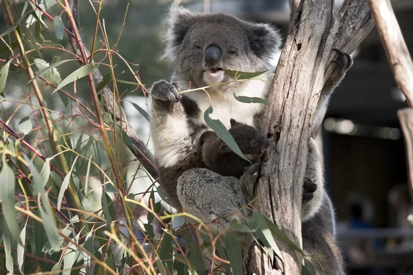 Koala and joey — Stock Photo, Image