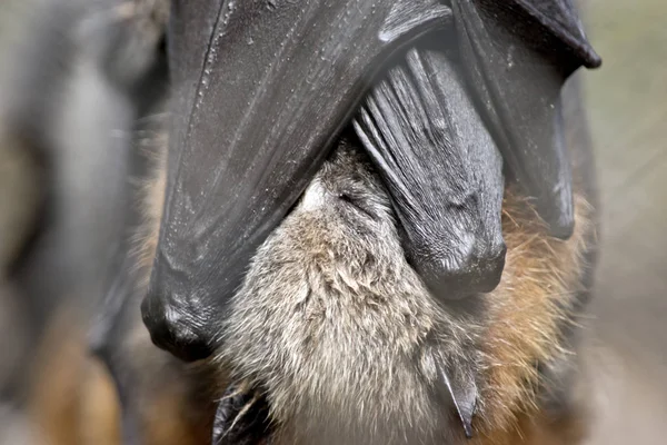 Pipistrelli della frutta vicino — Foto Stock