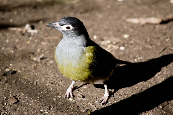 Feigenvogel aus nächster Nähe — Stockfoto