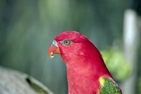 Chattering camión de cerca —  Fotos de Stock