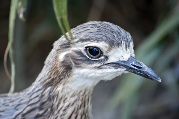 Bush stenen Wulp — Stockfoto